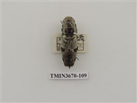 藏品(叩頭蟲(1))的圖片